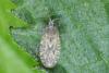 Tingis pilosa